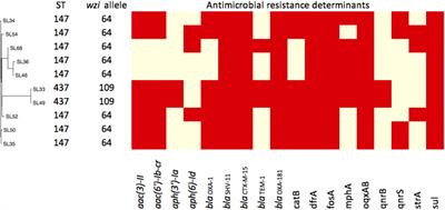 Characterizing Mobilized Virulence Factors and Multidrug Resistance Genes in <mark class="highlighted">Carbapenemase-Producing Klebsiella</mark> pneumoniae in a Sri Lankan Hospital